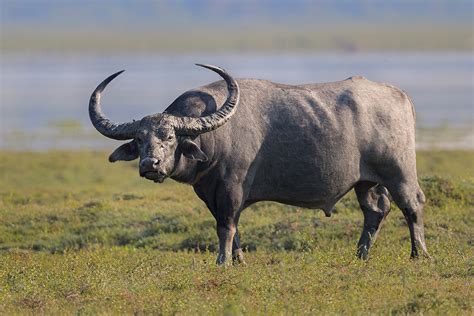 Wild Water Buffalo Bull Francis J Taylor Photography