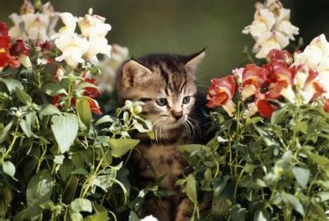 Is A Pansy Toxic To Cats Pets