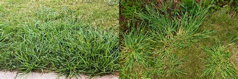 Dallisgrass Control How To Get Rid Of Dallisgrass Solutions Pest And Lawn