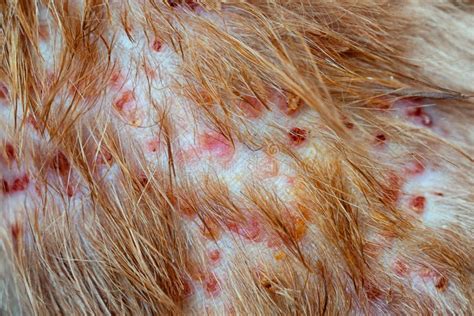 Cat Skin Problem Stock Image Image Of Rash Diseases 33988909