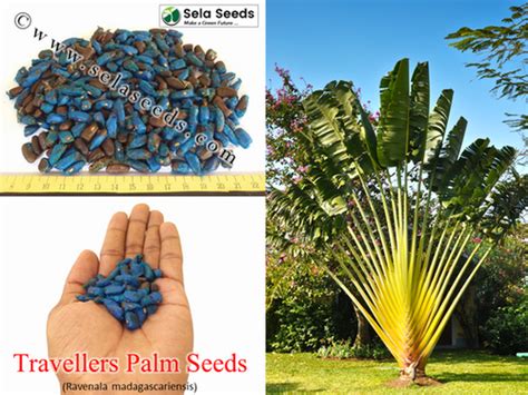 Travelers Palm Seeds Ravenala Madagascariensis Fresh Seeds Sela Seeds