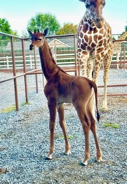 Spotless Giraffe Tennessee Zoos Rare Marvel Prateek Dasgupta