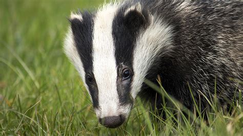 Badger Facts And Information Trees For Life