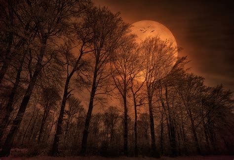Осенний Лес Ночью Фото telegraph