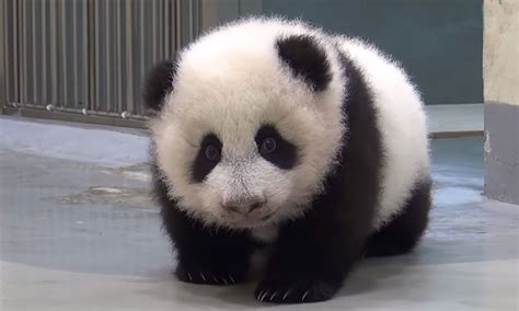 Adorable Baby Panda Sneaks Away From Mom To Go Exploring