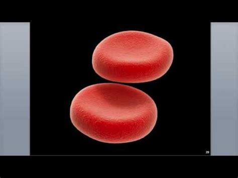A red cell (rbc) count is a type of blood test that can supply details about how many red blood cells are in an individual's blood. 10-3 Red Blood Cell Structure and Function - YouTube