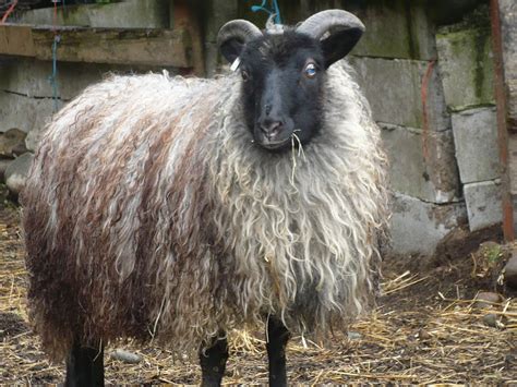 Wild Wool Farm From The Land Of Fire And Ice Icelandic Sheep