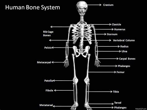 Skelett Squelette  Find On Er