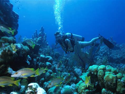 Turks Caicos Scuba Diving Holidays From Sportif Dive Travel