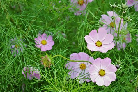 Cosmos Flower Meaning What Makes This Flower So Special