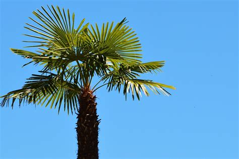 Palms A Versatile Tree Divine Naples