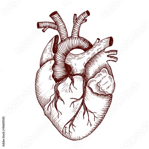 7 Anatomical Heart Drawings The Graphics Fairy