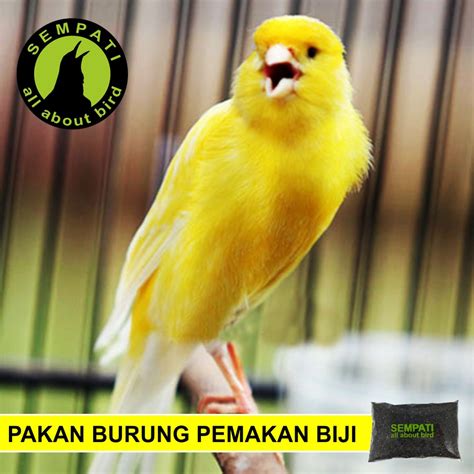 NIGER SEED 250 GR BIJI BIJIAN PAKAN BURUNG KENARI FINCH LOVEBIRD BLACKTHROAT DLL NGS250