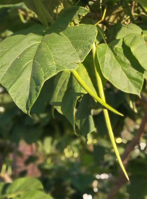 Identification Tree With Long Seed Pods Gardening And Landscaping 516