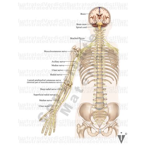 Stock Upper Limb Ulnar Nerve Transposition — Illustrated Verdict