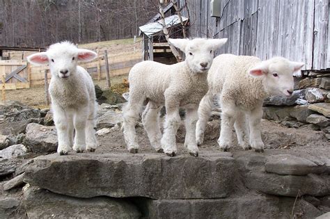 Vermont Grand View Farm Farmstays Gotland Sheep Yarn Csa Fiber