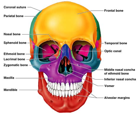 Skull anatomy gross anatomy brain anatomy medical anatomy anatomy study physician assistant education al dente. Skull Frontal View Labeled - Biology Forums Gallery