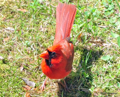 Dsc0404 Male ~ Northern Cardinal ~ Cardinalis Cardinalis Flickr