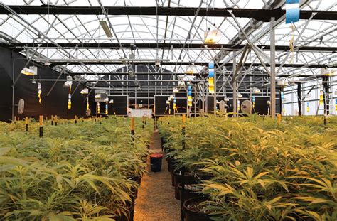 Growspan Publishes The Definitive Guide To Why Greenhouse Growing Is