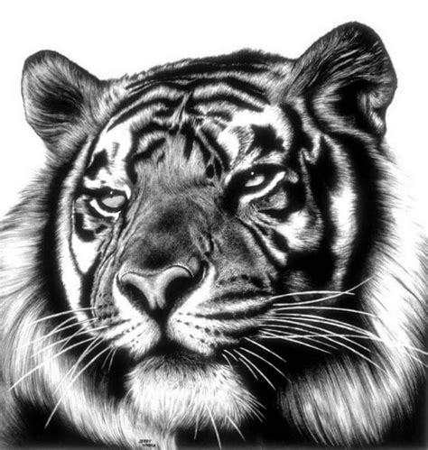 Dibujos De Tigres Hechos A Lápiz Entra Para Admirarlos