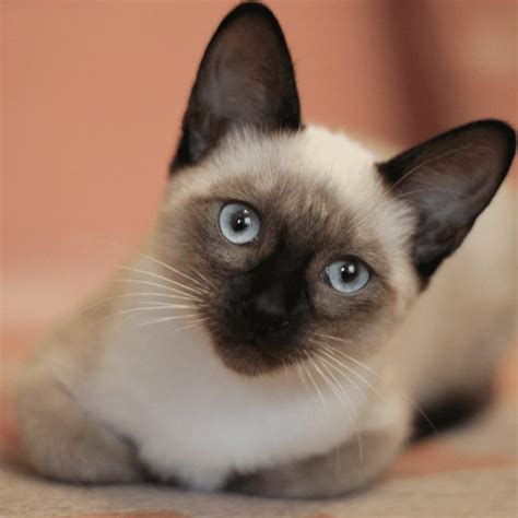 Do Siamese Cats Make Good Pets A Friendly Guide To Their Temperament