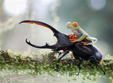 16 Amazing Photos From The Animal Kingdom Snapped At The Right Moment