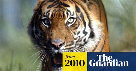 Asian Nations Urged To Shut Private Tiger Farms Wildlife The Guardian
