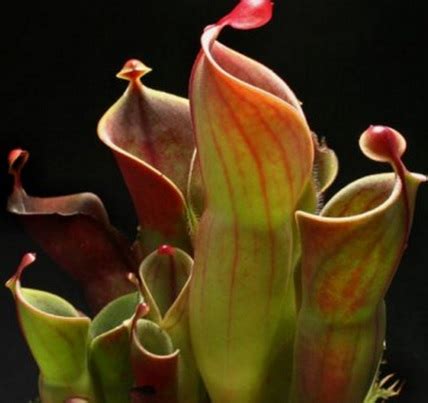 Ternyata setiap bunga memiliki makna tersendiri. Paling Bagus 21+ Gambar Bunga Langkah Di Indonesia ...