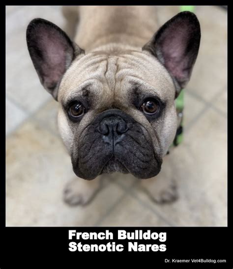 What Can I Put On My French Bulldogs Dry Nose