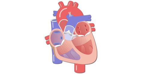Blood vessels and lymph nodes. Major Blood Vessels of the Heart