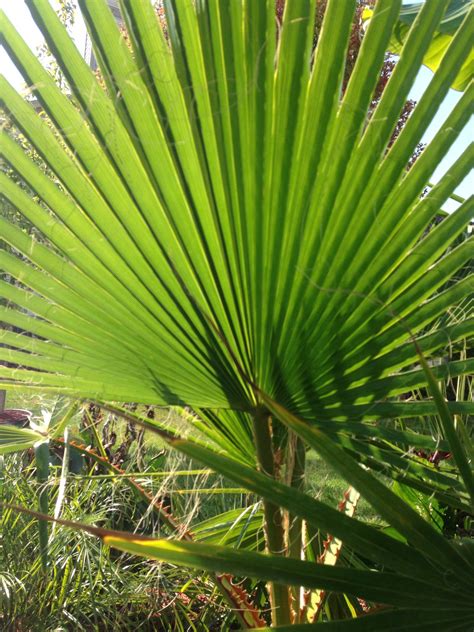 Underside Of A Mexican Fan Palm Trees To Plant Palm Trees Cold