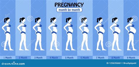 Month By Month Pregnancy Stages Of Pregnant Woman With Bikini Vector