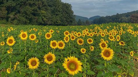 Best Sunflower Fields In The Us Petal Talk