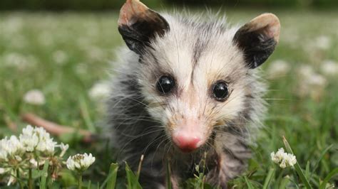 What Are Possums Good For Heres Why You May Actually Want Them In