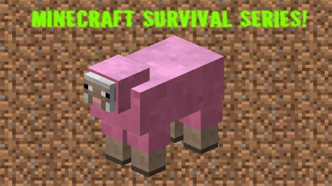 Dyeing changes the color of the sheep's wool permanently or until the sheep is dyed again. I found a pink sheep (New Minecraft series) - YouTube