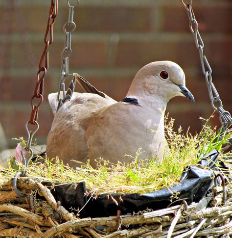 Handcrafted By Picto Collared Doves Nesting