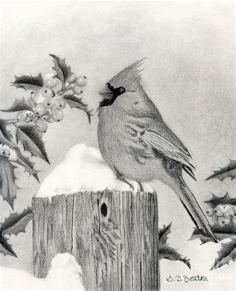Christmas Art Print Featuring The Drawing Cardinal And Holly By Sarah