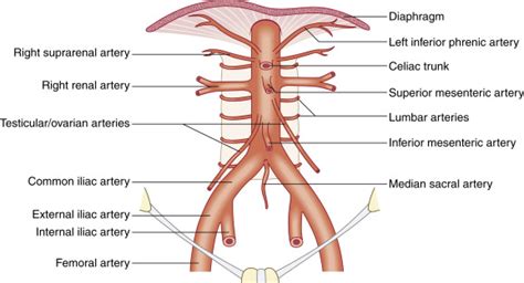 Abdominal Aorta Anatomy Mini Anatomy Lesson Abdominal Aortic