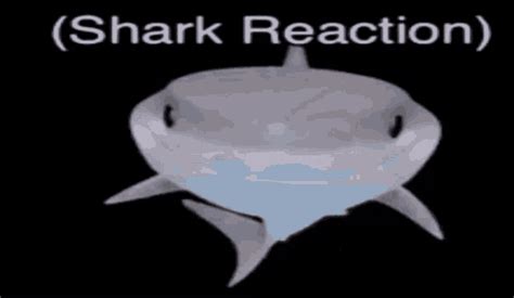 Shark Shark Reaction Shark Shark Reaction Smile Discover
