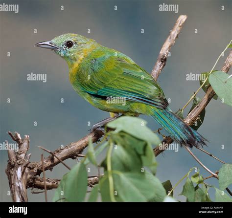 Blue Winged Leafbird On Branch Chloropsis Cochinchinensis Stock