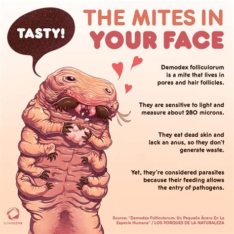 As we describe, many of these microorganisms are harmless and in some cases provide vital functions that the human genome has not evolved. Face Mites Treatment - Doctor Heck