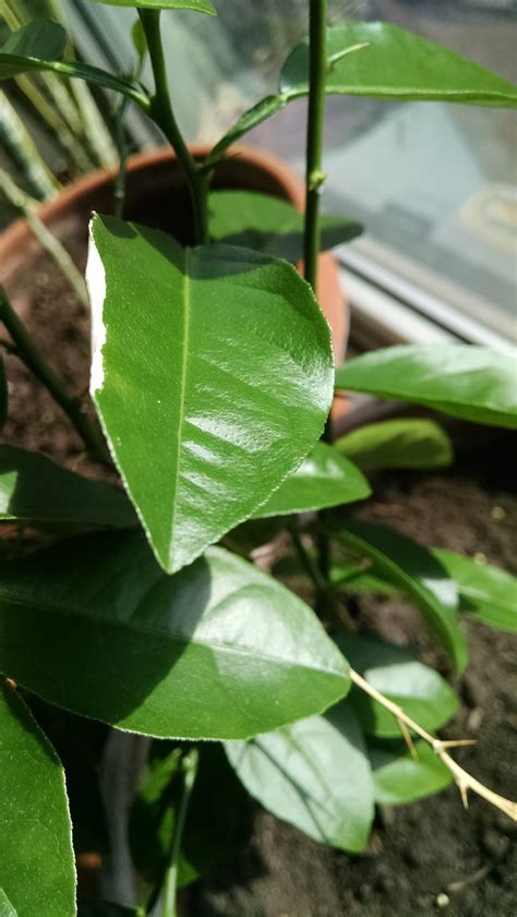 3 years ago it produced 20+ fruit. indoors - Whitening of some leaves of a potted key lime ...