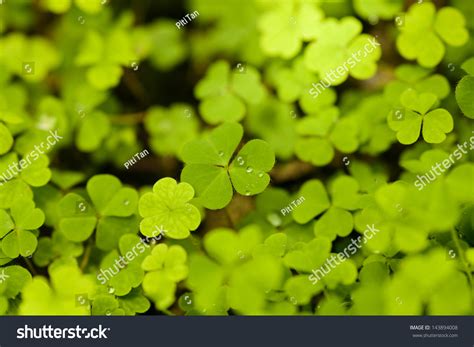 Clover Leaves Background Texture Green Clover Stock Photo 143894008