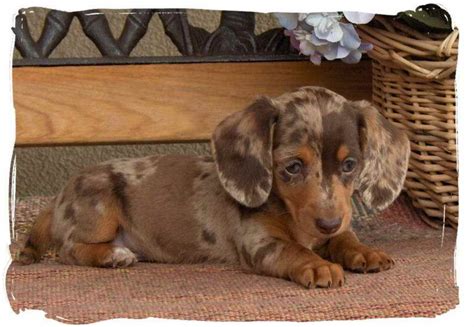 They are a big part of our family. Dachshund Rescue Minnesota | PETSIDI