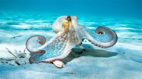 here s why octopuses might just be smarter than humans triple m