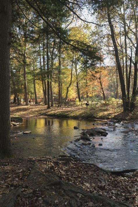 Fall Beauties From Caledonia State Park In Pennsylvania Usa Coach Bj