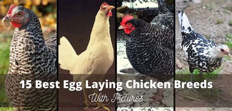 Best Egg Laying Chicken Breeds With Pictures Name Laying Chickens