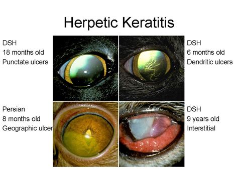 Severe Pictures Of Cats With Conjunctivitis