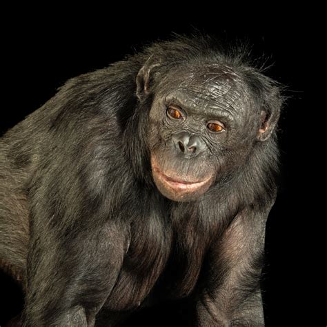 Bonobo Damieroutletlouisvuitton