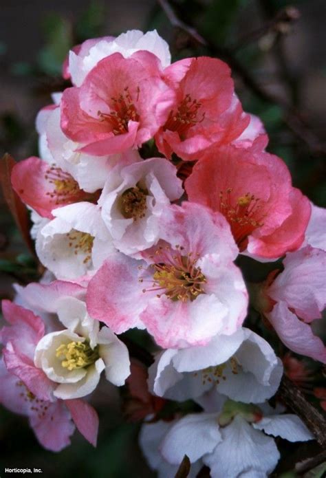 While they are rarely eaten fresh, they are prized for cooking: Flowering Quince (Chaenomeles speciosa 'Toyo-Nishiki ...